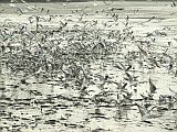 Hejno racka chechtavého (Larus ridibundus) po výlovu na bahně Dolního bartošovického rybníka (foto Karel Pavelka).